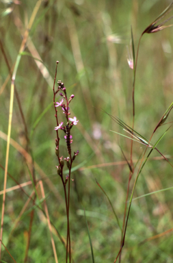 APII jpeg image of Stylidium  © contact APII