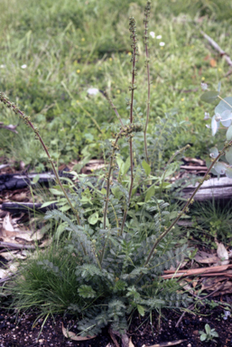 APII jpeg image of Acaena ovina  © contact APII