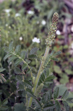 APII jpeg image of Acaena ovina  © contact APII