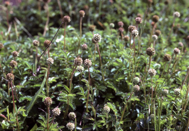 APII jpeg image of Acaena anserovina  © contact APII