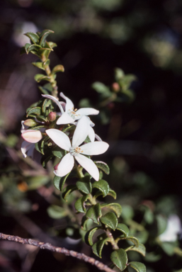 APII jpeg image of Philotheca buxifolia  © contact APII