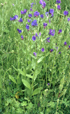 APII jpeg image of Echium vulgare  © contact APII