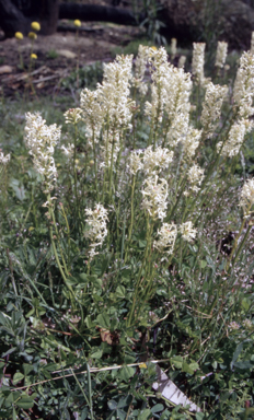 APII jpeg image of Stackhousia monogyna  © contact APII