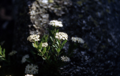 APII jpeg image of Pimelea  © contact APII