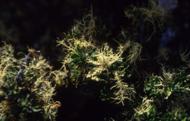 APII jpeg image of Melicytus dentatus  © contact APII