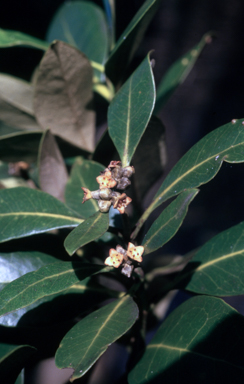 APII jpeg image of Avicennia marina  © contact APII