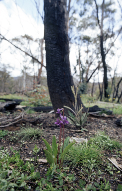APII jpeg image of Viola betonicifolia  © contact APII