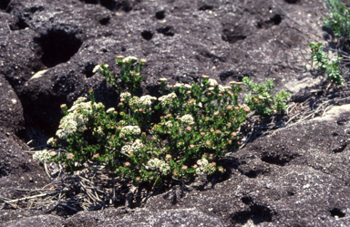 APII jpeg image of Platysace  © contact APII