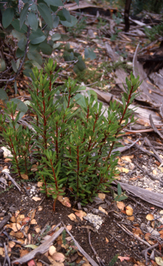 APII jpeg image of Tasmannia  © contact APII