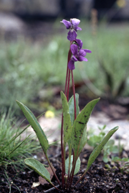 APII jpeg image of Viola betonicifolia  © contact APII