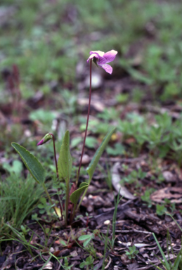 APII jpeg image of Viola betonicifolia  © contact APII