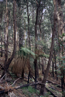 APII jpeg image of Xanthorrhoea  © contact APII