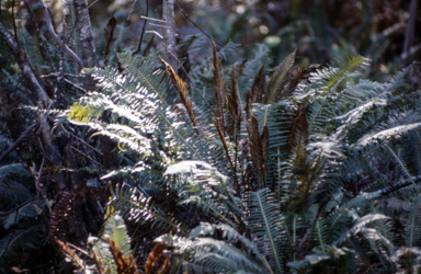 APII jpeg image of Blechnum minus  © contact APII