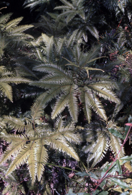 APII jpeg image of Sticherus  © contact APII