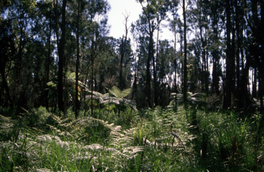 APII jpeg image of Cyathea cooperi  © contact APII