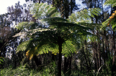 APII jpeg image of Cyathea cooperi  © contact APII