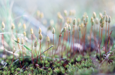 APII jpeg image of Polytrichum juniperinum  © contact APII