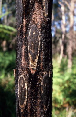 APII jpeg image of Cyathea cooperi  © contact APII