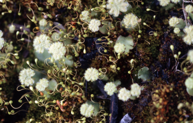 APII jpeg image of Marchantia  © contact APII