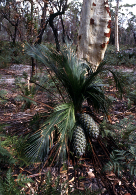 APII jpeg image of Macrozamia communis  © contact APII