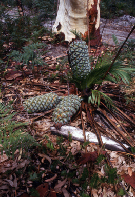 APII jpeg image of Macrozamia communis  © contact APII