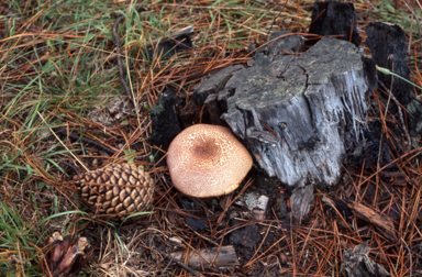 APII jpeg image of Tricholomopsis rutilans  © contact APII