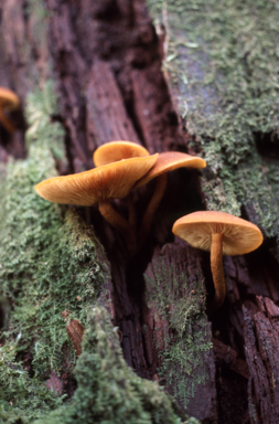 APII jpeg image of Gymnopilus  © contact APII