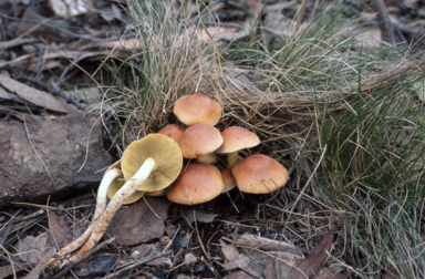 APII jpeg image of Gymnopilus  © contact APII