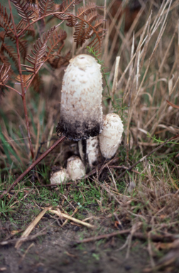 APII jpeg image of Coprinus comatus  © contact APII