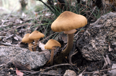 APII jpeg image of Armillaria  © contact APII