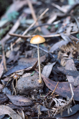 APII jpeg image of Psilocybe  © contact APII