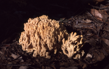 APII jpeg image of Ramaria  © contact APII