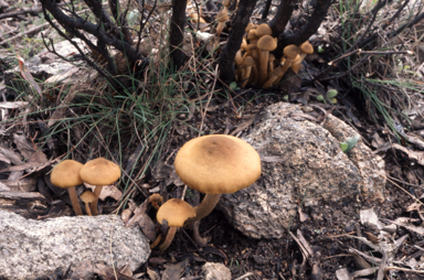 APII jpeg image of Armillaria  © contact APII