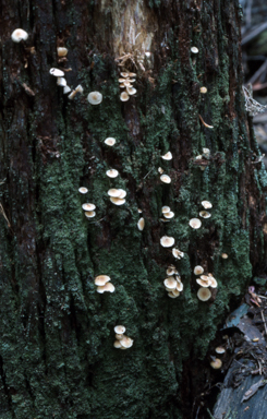 APII jpeg image of Marasmius  © contact APII