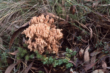 APII jpeg image of Ramaria  © contact APII