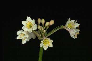 APII jpeg image of Calostemma luteum  © contact APII