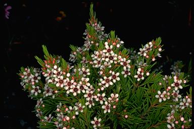 APII jpeg image of Chamelaucium sp. Walpole (P.G.Wilson 6318)  © contact APII