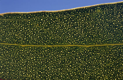 APII jpeg image of Eucalyptus articulata  © contact APII