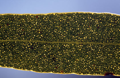 APII jpeg image of Eucalyptus oleosa subsp. oleosa  © contact APII