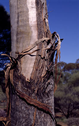 APII jpeg image of Eucalyptus formanii  © contact APII