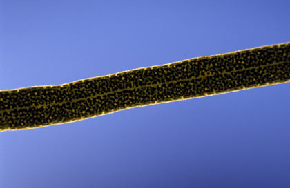 APII jpeg image of Eucalyptus jutsonii subsp. jutsonii  © contact APII