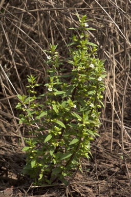 APII jpeg image of Bacopa floribunda  © contact APII