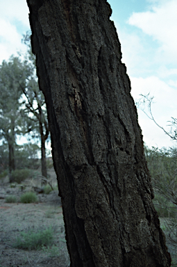 APII jpeg image of Allocasuarina decaisneana  © contact APII