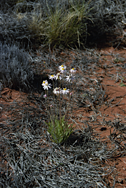 APII jpeg image of Lawrencella davenportii  © contact APII