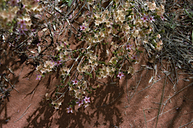 APII jpeg image of Calytrix carinata  © contact APII