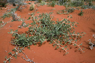 APII jpeg image of Cullen patens  © contact APII