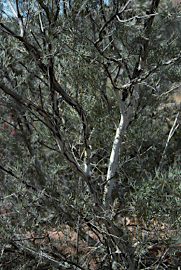 APII jpeg image of Melaleuca glomerata  © contact APII