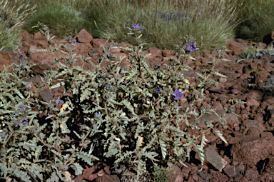 APII jpeg image of Solanum osteocarpum  © contact APII