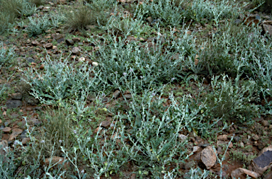 APII jpeg image of Ptilotus sessilifolius  © contact APII