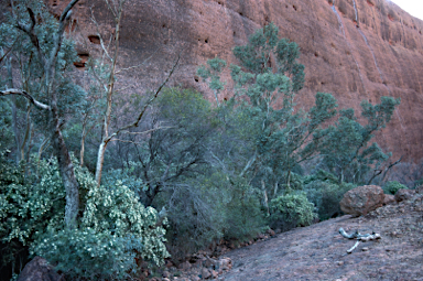 APII jpeg image of Pandorea doratoxylon  © contact APII